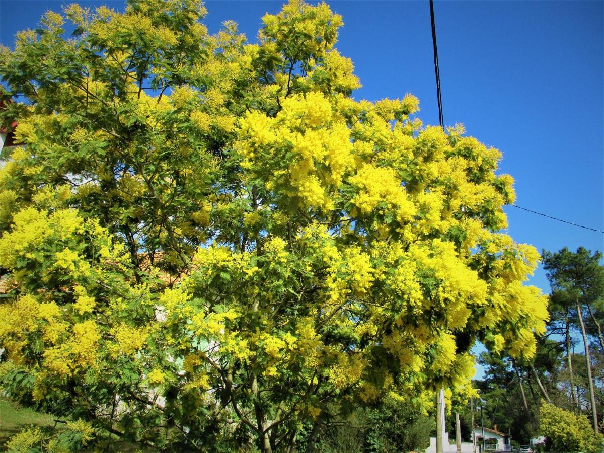 Mer A 200M,,Ds Les Mimosas En Fleur ! Ronce-les-Bains Εξωτερικό φωτογραφία